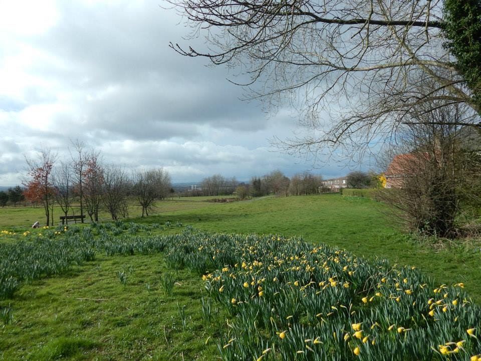 Photograph of Daffodils on Dale Road Park