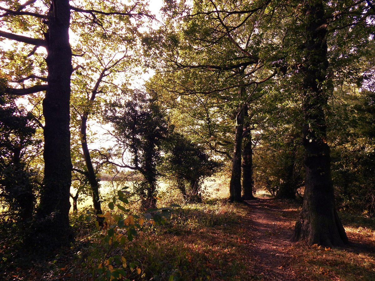 Photograph of West Park Meadows woods in Autumn